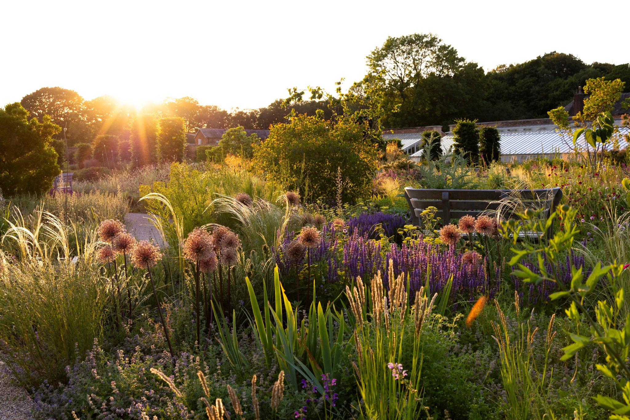 A vibrant garden bathed in golden sunlight at sunset, featuring ornamental grasses, flowering plants such as alliums and salvias, and a wooden bench among the blooms. A greenhouse and trees are visible in the background, creating a peaceful, natural setting.