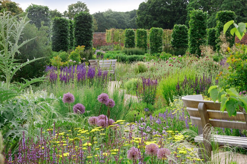 Lush garden planting with purple and yellow flowers surrounding benches and a winding path, with clipped trees and a brick wall in the background.